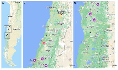 Potential of traditional Chilean blood-fleshed peach to support livelihood opportunities in local agriculture